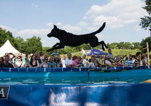 Competición de salto de perros en Hungría