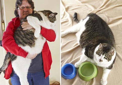 Un gato de 17.5 kilos