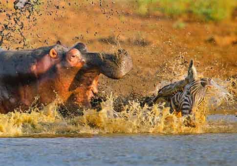 Pelea entre hipopótamo y cocodrilo