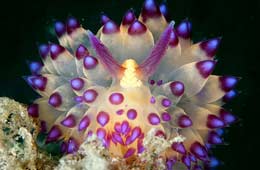 Las criaturas mágicas con color brillante debajo del agua