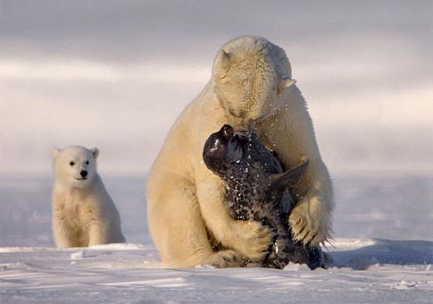 Oso polar mamá enseñando a sus hijos a cazar