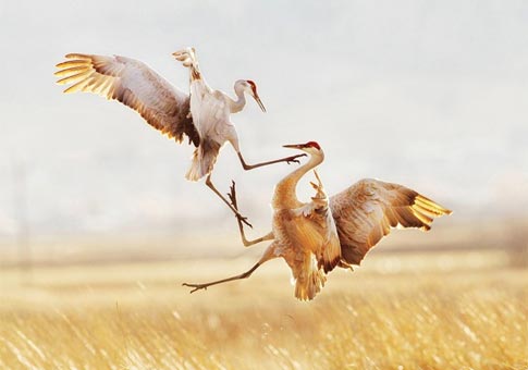 Las obras ganadoras del Premio de Fotografía de Audubon 2015