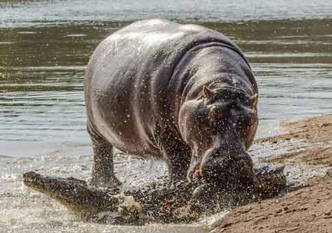 Hipopótamo ataca cocodrilo