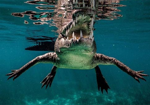 Imágenes impactantes de cocodrilo en Cuba