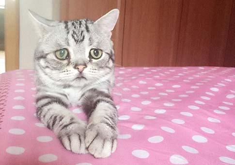 Luhu, "el gato más triste del mundo"