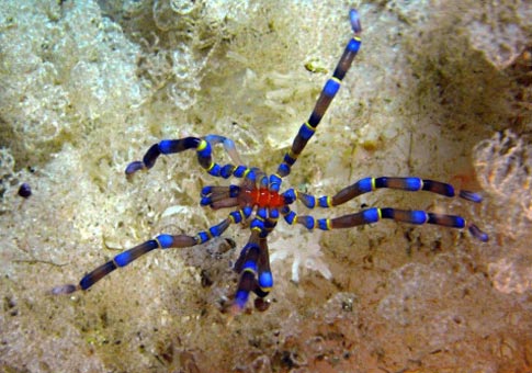 Misteriosas arañas de mar