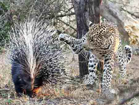 Leopardo VS puercoespín