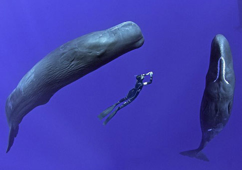 Mujer nadando con cachalotes