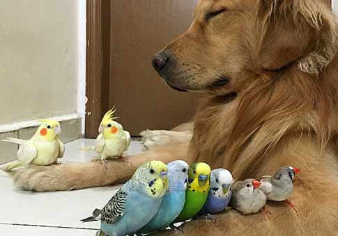 Perro Bob y sus amigos