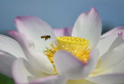 Jiangxi: Flores de loto en Villa Guangchang