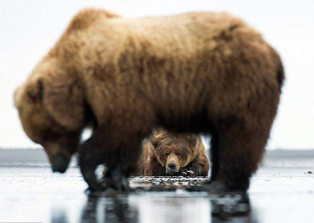 Encuentro de dos osos cuando uno está comiendo