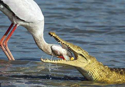 Cigüeña y cocodrilo luchan por comida