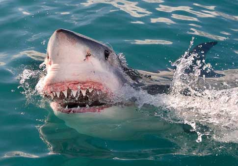 Tiburón blanco caza sello