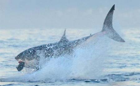 Tiburón de 5,5 metros captura una foca