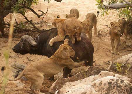 Un búfalo viejo lucha contra cinco leonas hambrientas