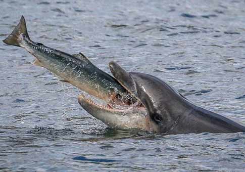 Delfín cazando salmón