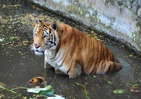 Día Internacional de Tigre