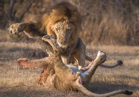 Peleas entre leones por comida