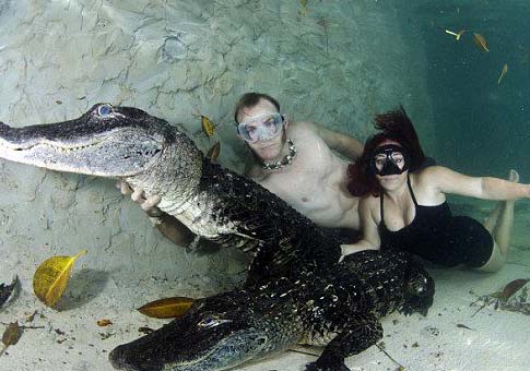 ¿Te atreverías a nadar con cocodrilos?