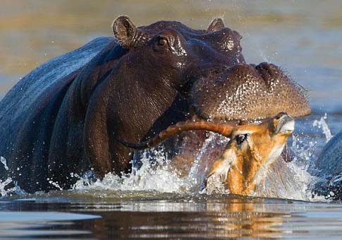 Hipopótamo intenta matar impala