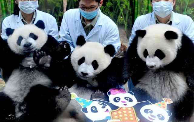 Trillizos de panda celebran cumpleaños en China