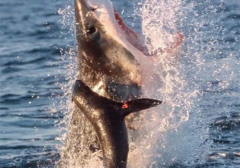 Un tiburón blanco ataca una foca