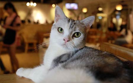 Cafetería con temática de gatos en Shenyang