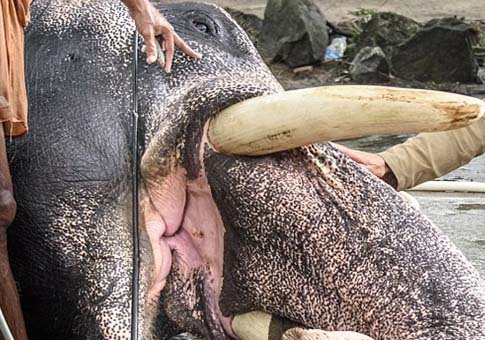 Elefantes maltratados en India