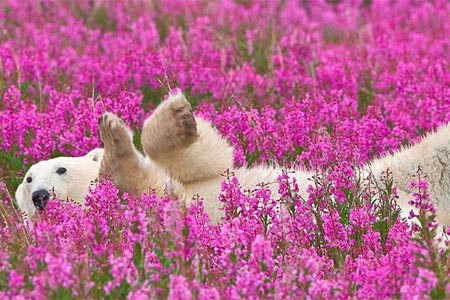 Osos polar juegan entre flores