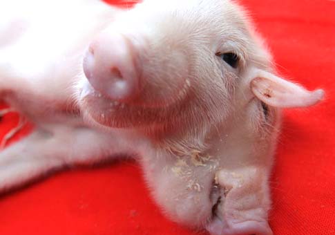Nace un cerdo con dos cabezas y tres orejas