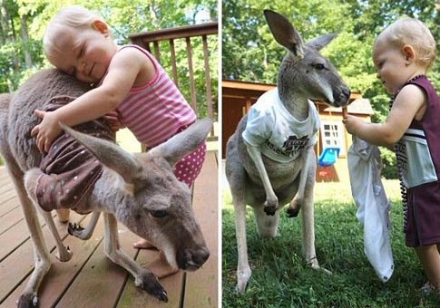 Bebé se ha convertido en el mejor amigo con un canguro