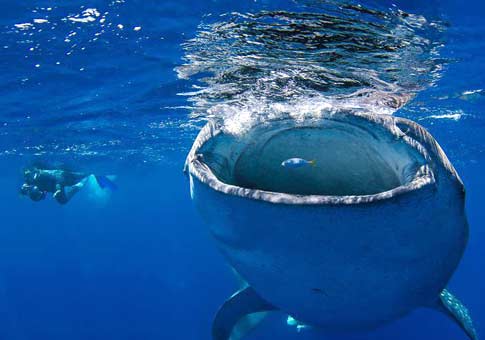 Fotógrafo nada con tiburón ballena