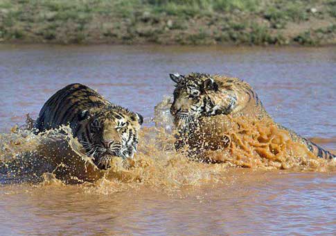 Un tigre salva a otro tigre de morir ahogado