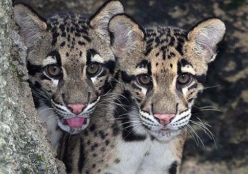 Cachorros de leopardo debutan en zoo de Miami