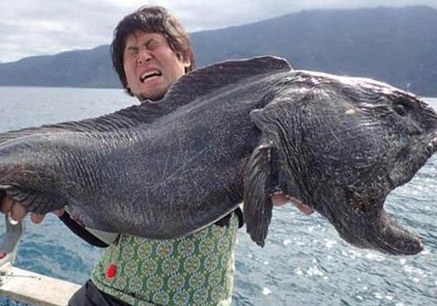 Pescadores japoneses capturan un pez gigante de 2 metros
