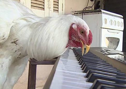 Gallo tocando teclado