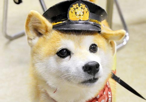Perro gracioso de Japón