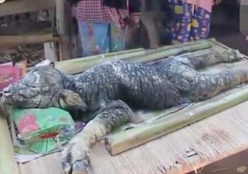 Mezcla de cocodrilo y búfalo encontrada en Tailandia