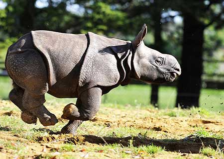 Bebé de rinoceronte sale de casa por primera vez con su mamá