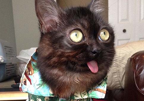 Magoo, un gato con lengua expuesta