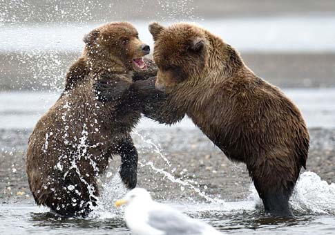 Dos osos pardos pelean por comida