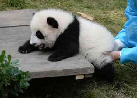 Pandas gigantes disputan por comida