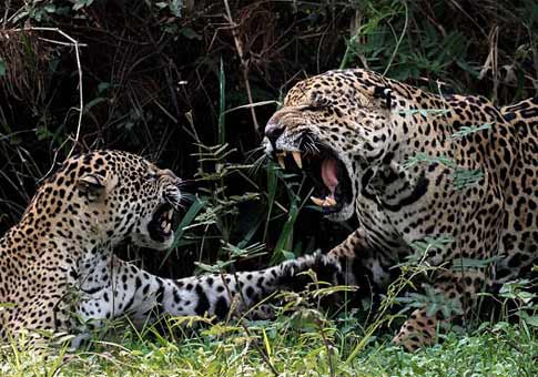 El amor entre jaguares