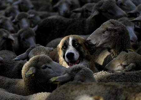 2.000 ovejas cruzan Madrid en una tradición centenaria