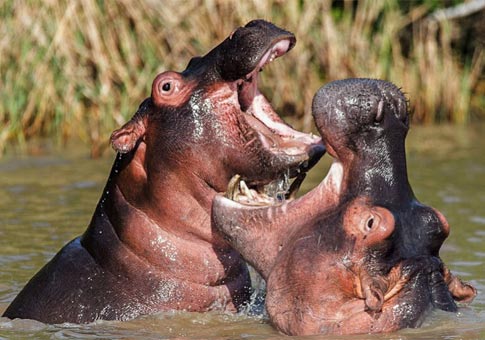 Pelea entre hipopótamos