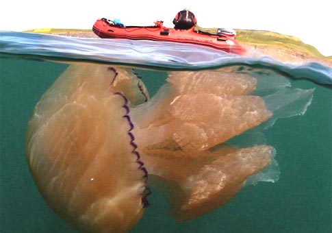 Medusa gigante de 32 kilos