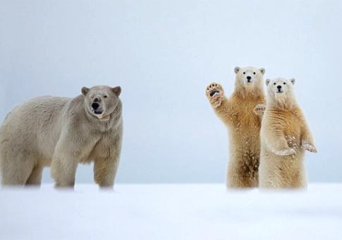 Saludos desde osos polares