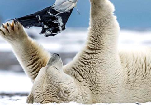 Lo que pasa entre un oso polar y una braguita