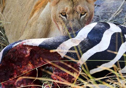 Increíble: Una leona en cadáver de cebra