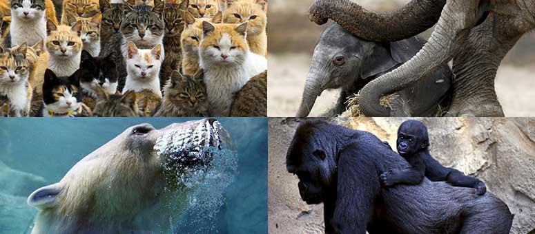 Reuters: Mejores imágenes de animales de 2015
